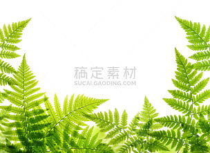 绿色,叶子,蕨类,自然,留白,水平画幅,枝繁叶茂,无人,夏天,背景分离