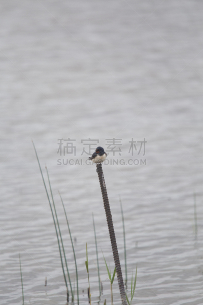 谷仓,湖,地形,燕子,自然美,海滩,家燕,湖岸,沼泽,杆
