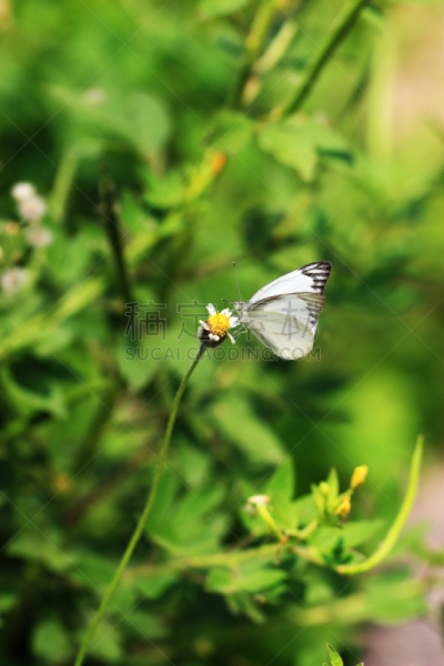 蝴蝶,自然,垂直画幅,野生动物,绿色,小的,mariposa grove,动物身体部位,野外动物,夏天