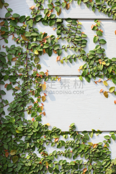 墙,白色,无花果树,垂直画幅,留白,公园,手提篮,户外,上升,生长