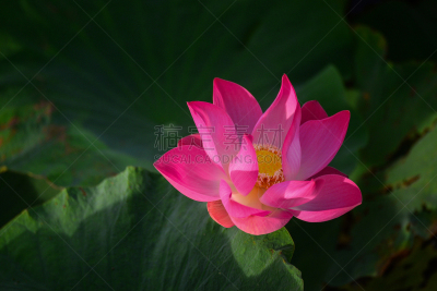 莲花坐式,粉色,光,早晨,臭,莫奈基金会,水景花园,色彩饱和,盘着腿坐,荷花