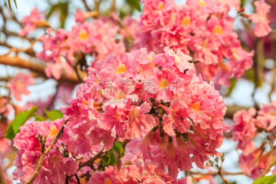 粉色,小号,紫薇科树,自然,水平画幅,绿色,无人,园艺,花,摄影