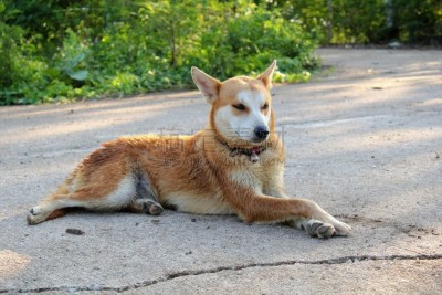 狗,褐色,餐桌转盘,哈哈镜,狗碗,比格犬,猎犬,日光浴,路人,可爱的