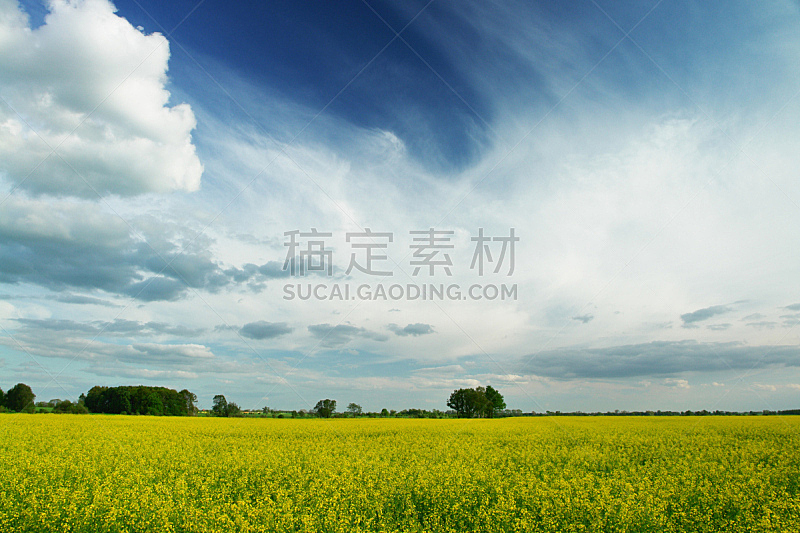 田地,油菜花,天空,六月,水平画幅,无人,五月,夏天,户外,农作物