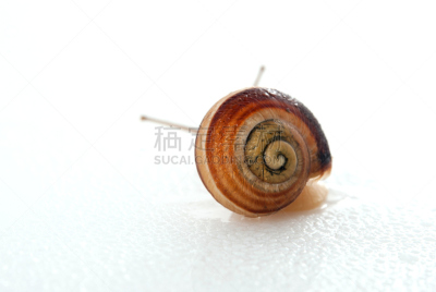蜗牛,眼柄,动物杂技,水平画幅,软体动物,缓慢的,动物身体部位,白色,雨,害虫