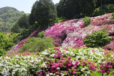 杜鹃花,杜鹃花属,京都府,水平画幅,绿色,无人,日本,夏天,春天,植物