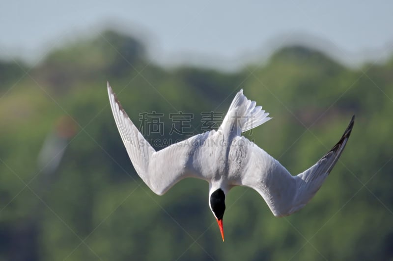 红嘴巨鸥,燕鸥,自然,水,天空,水平画幅,蓝色,鸟类,动物身体部位,野外动物