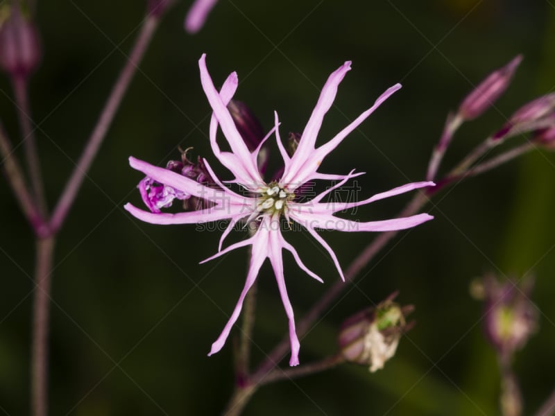 选择对焦,仙翁花,大特写,撕破的,知更鸟,水平画幅,无人,英格兰,夏天,户外