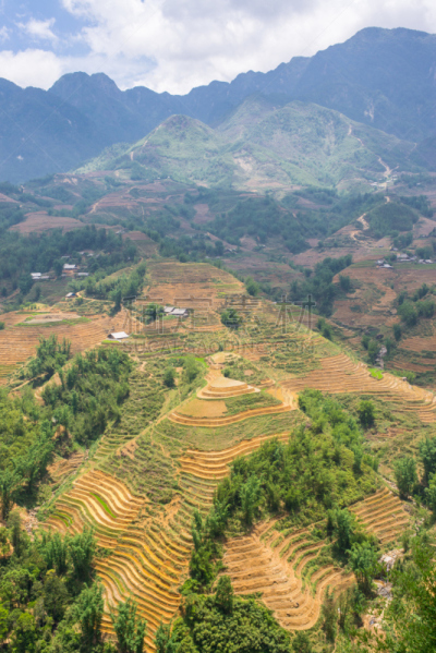 稻田,越南,山,稻,地形,传统,垂直画幅,导游,旅行者,户外