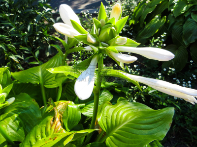玉簪属植物,园林,有边的,八月,耙,芭蕉,树园,植物学家,天门冬目,芳香的