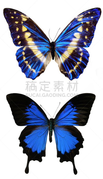 蝴蝶,蓝色,马里波萨谷巨杉林,黑脉金斑蝶,垂直画幅,风,夏天,偏远的,生物学,工作室