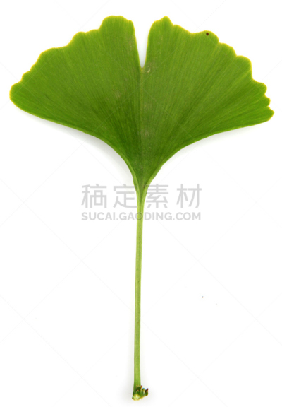 叶子,银杏,扇形,叶脉,银杏树,顺势医学,四季,中医,嫩枝,替代疗法