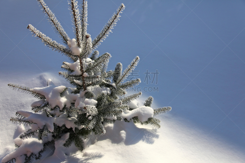 香脂冷杉,冬天,日光,白昼,留白,水平画幅,雪,无人,新年,户外