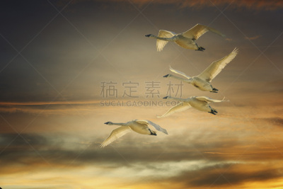 橙色,trumpeter swan,背景,颊肌,史凯吉谷,小号,华盛顿州,自然,天空,美