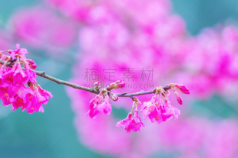 樱花,雨,樱之花,雨滴,修改系列,兼六园,美,水平画幅,樱桃,无人