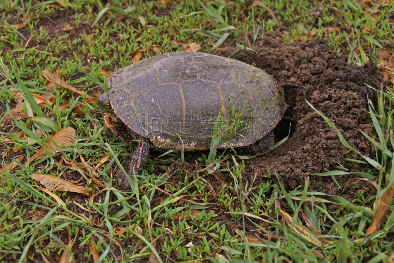 painted turtle,侧面视角,正面视角,海龟,水平画幅,绿色,橙色,鸡蛋,无人,泥土