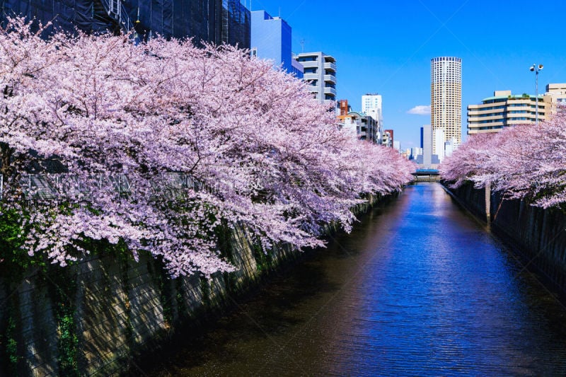 春天,日本,东京,国内著名景点,野餐,目黒区,传统节日,著名景点,樱桃树,休闲活动