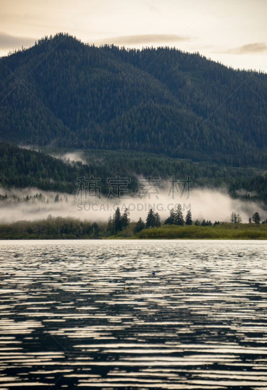 quinault rainforest,松树,山,国际生物圈保护区,美国西加云杉树,西方铅笔柏,铁杉树,奥林匹克山脉,花旗松,桤树