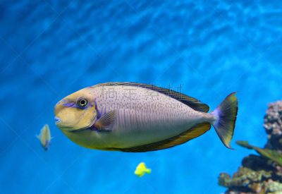 长吻鼻鱼,犀牛,深的,自然,异国情调,水族馆,野生动物,热带气候,图像,海洋