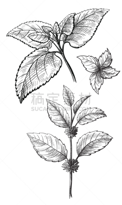 草图,手,矢量,绘画插图,薄荷,薄荷叶,花茶,绿茶,薄荷醇,中医