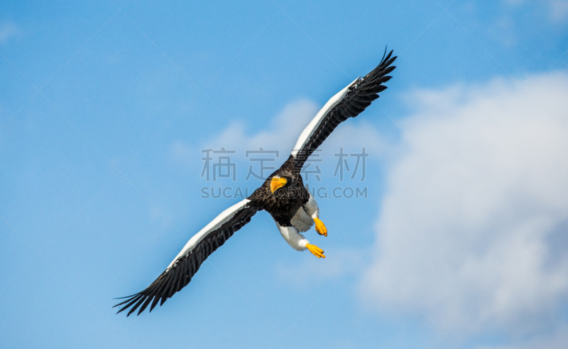 青绿色,天空,根室市,黑龙江,白尾鹰,鄂霍次克海,知床半岛,堪察加半岛,水平画幅,无人