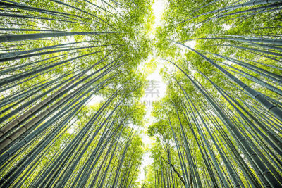 竹林,京都府,巨竹,竹子,嵯峨野,岚山,镰仓市,笋,正下方视角,京都市