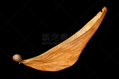 自然,褐色,式样,水平画幅,水果,干的,尤脑香科树,雨林,华丽的,弯曲