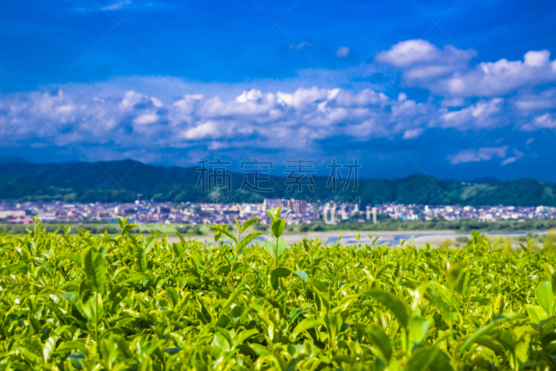 茶树,天空,留白,城镇景观,里山,水平画幅,枝繁叶茂,无人,工厂,夏天