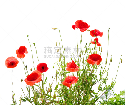 红色,白色,田地,植物,水平画幅,绿色,无人,花瓣,摄影,花