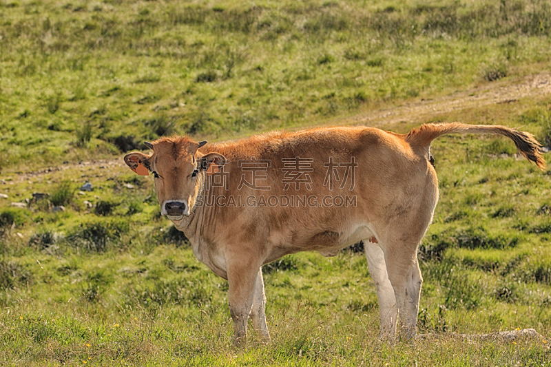 小牛 母牛 母亲 挂锁 水平画幅 无人 牛 动物 农场 牛肉图片素材下载 稿定素材