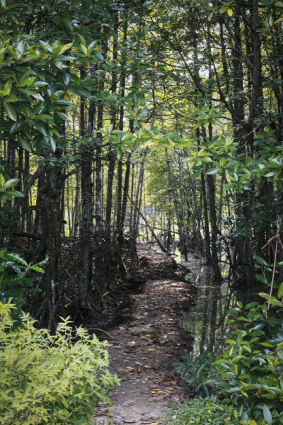 红树,森林,热带雨林,路,垂直画幅,群岛,无人,水下,红树林,生物学
