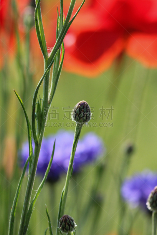 夏天,德国,南,小别墅,菜园,自然,垂直画幅,美,草地,图像特效