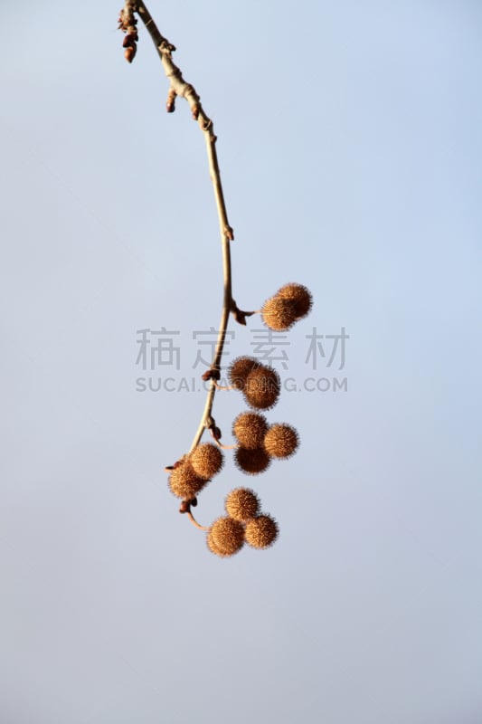 车前草树,悬铃树,小无花果树,花蕾,秧苗,垂直画幅,美,公园,里山,气候