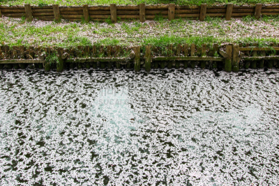 川越,崎玉县,日本,春天,河流,花瓣,樱之花,吉野樱花,花见节,运河
