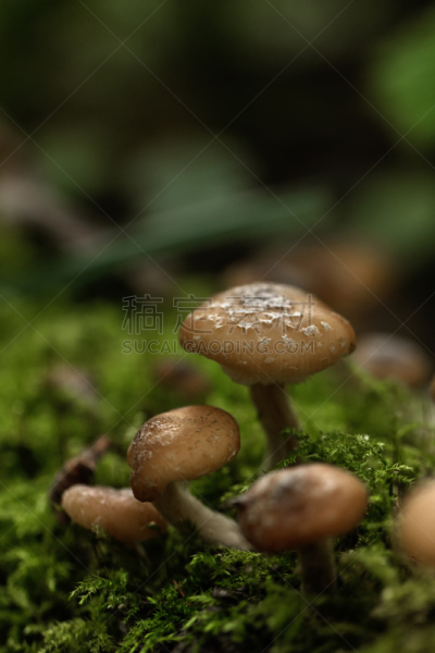 蜂蜜,蘑菇,森林,垂直画幅,苔藓,夏天,瓷样伞菇,草,图像,食用菌