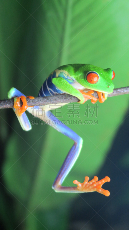 红眼树蛙,垂直画幅,无人,湿,热带雨林,野外动物,户外,充满的,动物主题