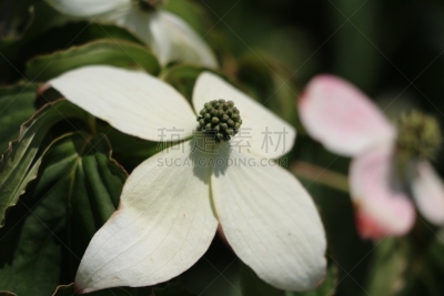 山茱萸,白色,四照花,御膳桔,水平画幅,无人,户外,甜菜,植物,中国