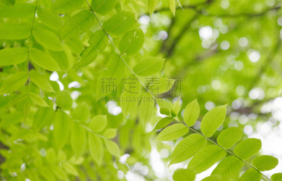叶子,绿色,美国白蜡树,灰树,尾灯,选择对焦,留白,水平画幅,枝繁叶茂,无人