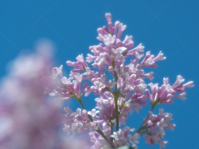 柔和,丁香花,自然美,地形,户外,夏天,色彩鲜艳,多色的,白色,芳香的