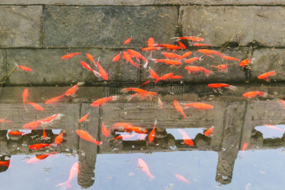 金鱼,池塘,北京市,大量人群,太庙,中山,鲤鱼,水族馆,人工饲养动物,故宫