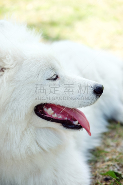 莱卡犬,萨摩耶犬,夏天,户外,狗,纯种犬,巨大的,派克大街,女孩,放牧