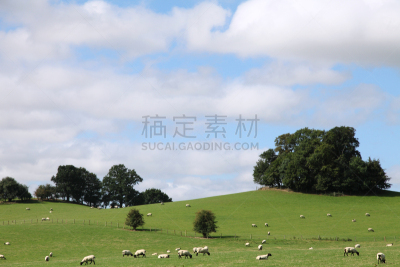 田地,诺坦普顿郡,绵羊,非都市风光,水平画幅,无人,牧场,夏天,户外,篱笆