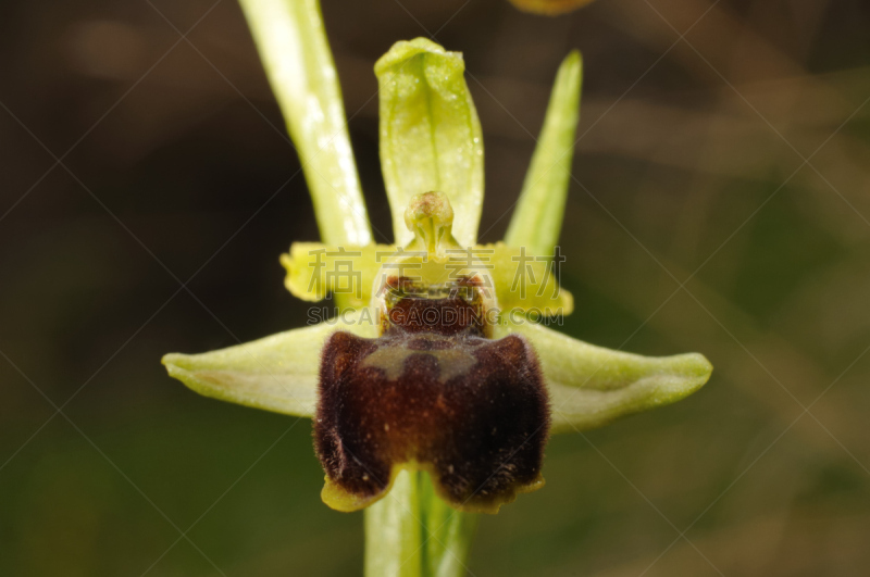 仅一朵花,早晨,蜘蛛兰,自然,兰花,水平画幅,绿色,无人,紫色,暗色