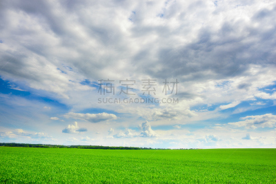 绿色,草,背景,蓝色,天空,田地,色彩鲜艳,自然,美,豌豆
