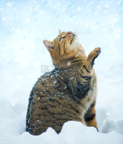 野生猫科动物,雪,户外,冬天,动物头,正下方视角,爪子,落下,坐