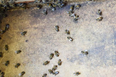 蜂箱,蜜蜂,摄像机拍摄角度,小屋,进口标志,克罗尼亚省,蜜汁火腿,嗡嗡响的,昆虫群,蜂蜡
