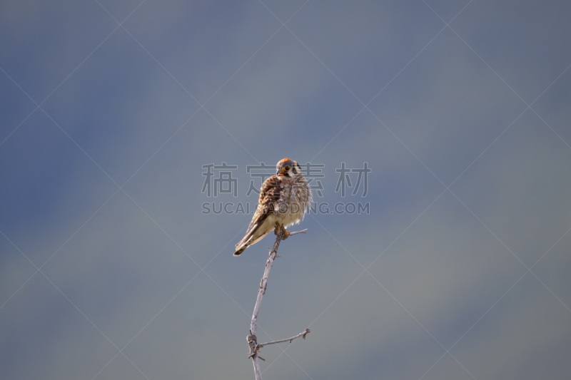 雀鹰,红隼,猎鹰,自然,美,野生动物,食肉鸟,水平画幅,橙色,阿尔伯塔省