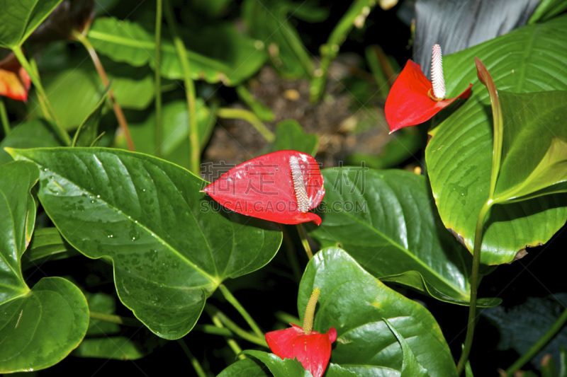 花烛属,火烈鸟百合,单子叶植物,天南星科,泽泻目,植物,水平画幅,无人,特写,开花植物