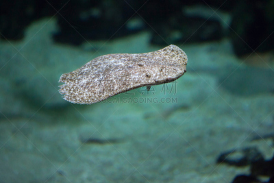 大菱鲆,北大西洋,比目鱼,自然,水,野生动物,水平画幅,大西洋,水下,野外动物