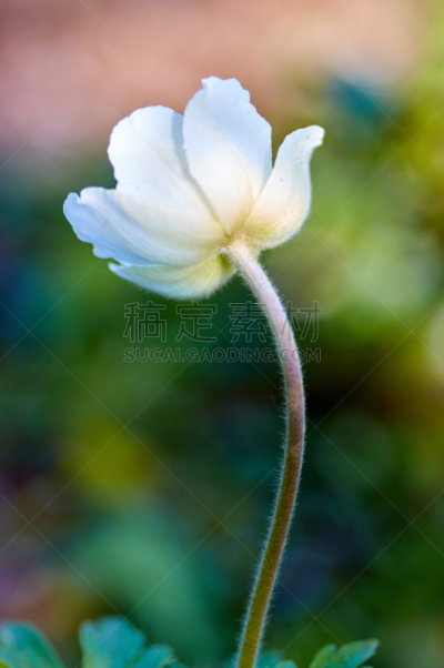 白色,自然美,樱桃红色,开花时间间隔,樱花,樱之花,豌豆,垂直画幅,樱桃,花